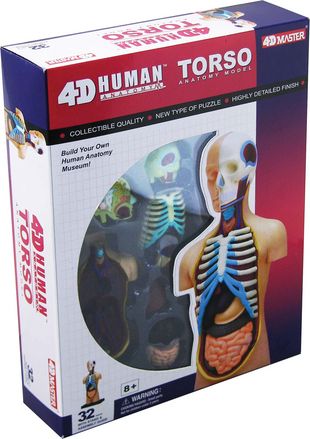 4-d-human-torso-anatomy-model-45.png