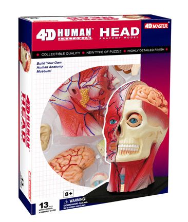 4d-human-anatomy-head-model-84.png