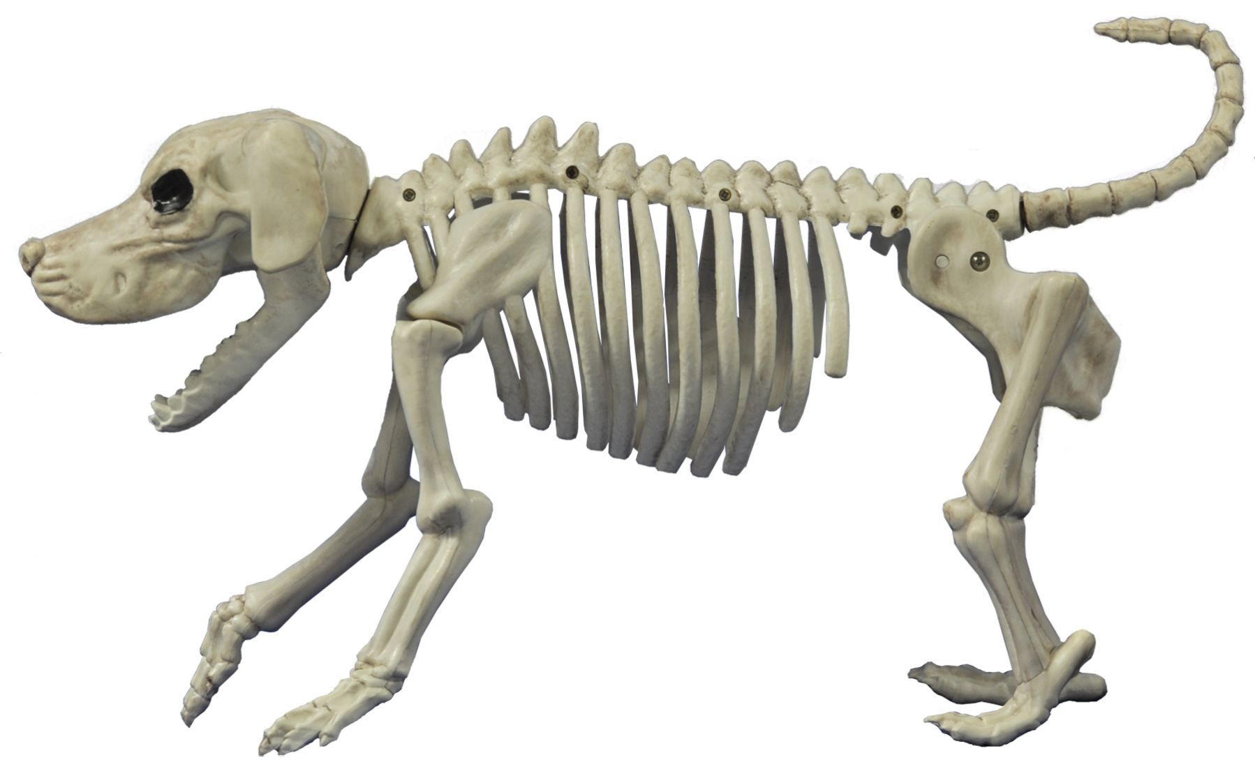 beagle-bonez-costume-30.png