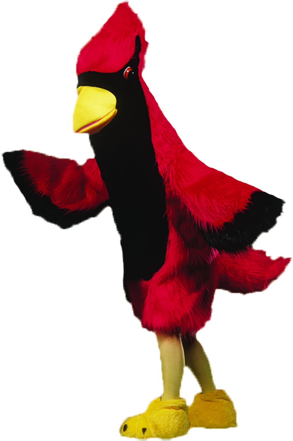 cardinal-as-pictured-50.png