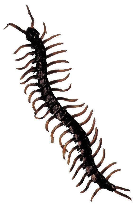 centipede-life-size-35.png