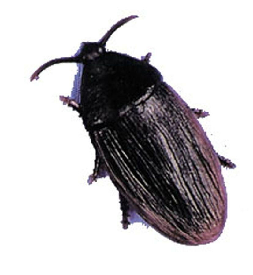 cockroach-2-inch-econo-35.png