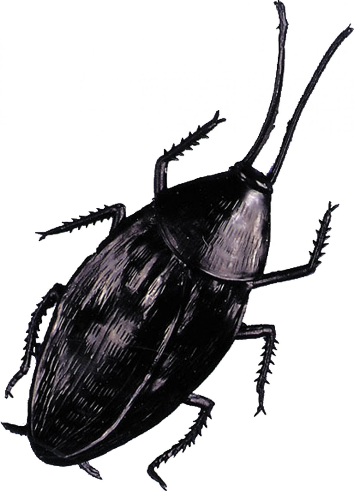 cockroach-giant-52.png