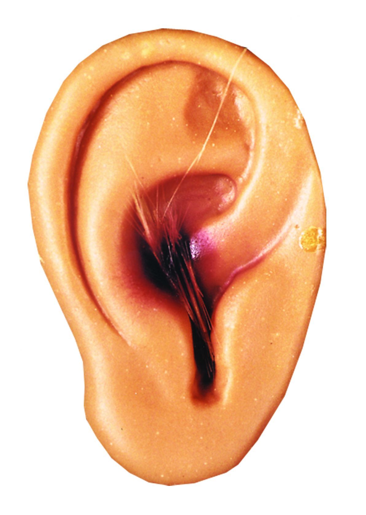 cut-off-ear-new-52.png