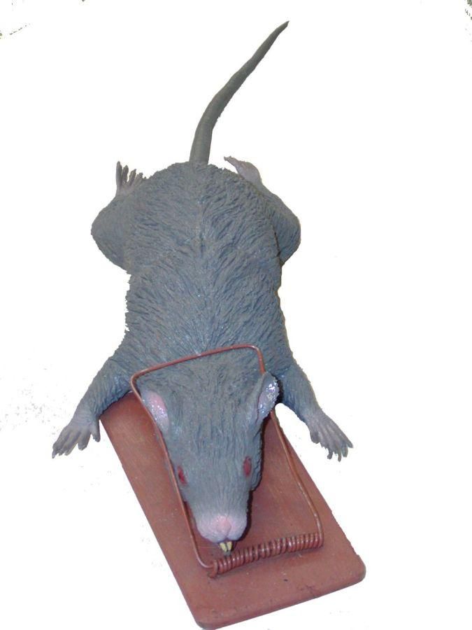 dead-rat-in-a-trap-35.png