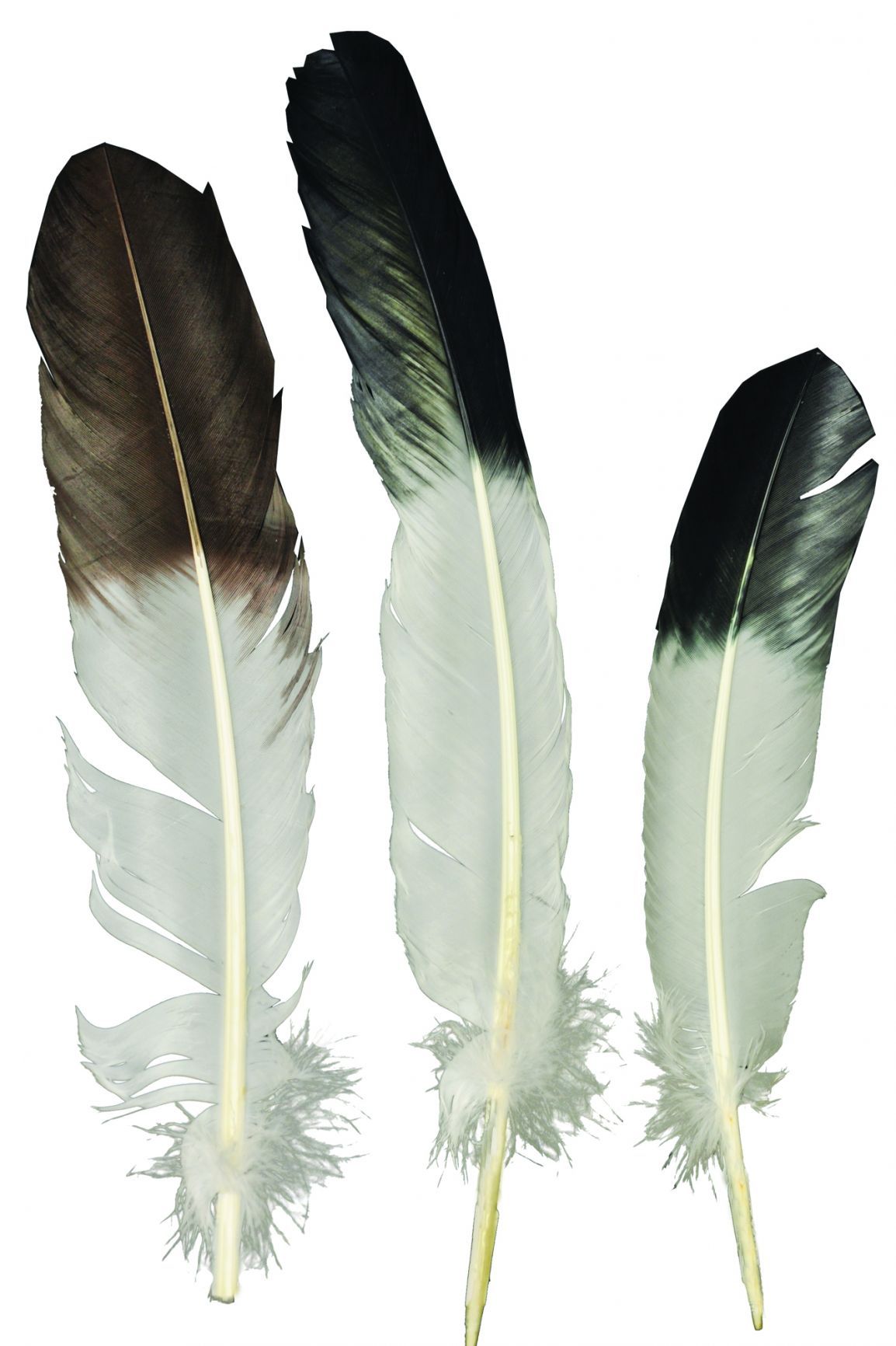 eagle-tip-feather-52.png