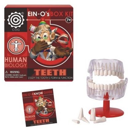 ein-o-s-teeth-box-kit-24.png