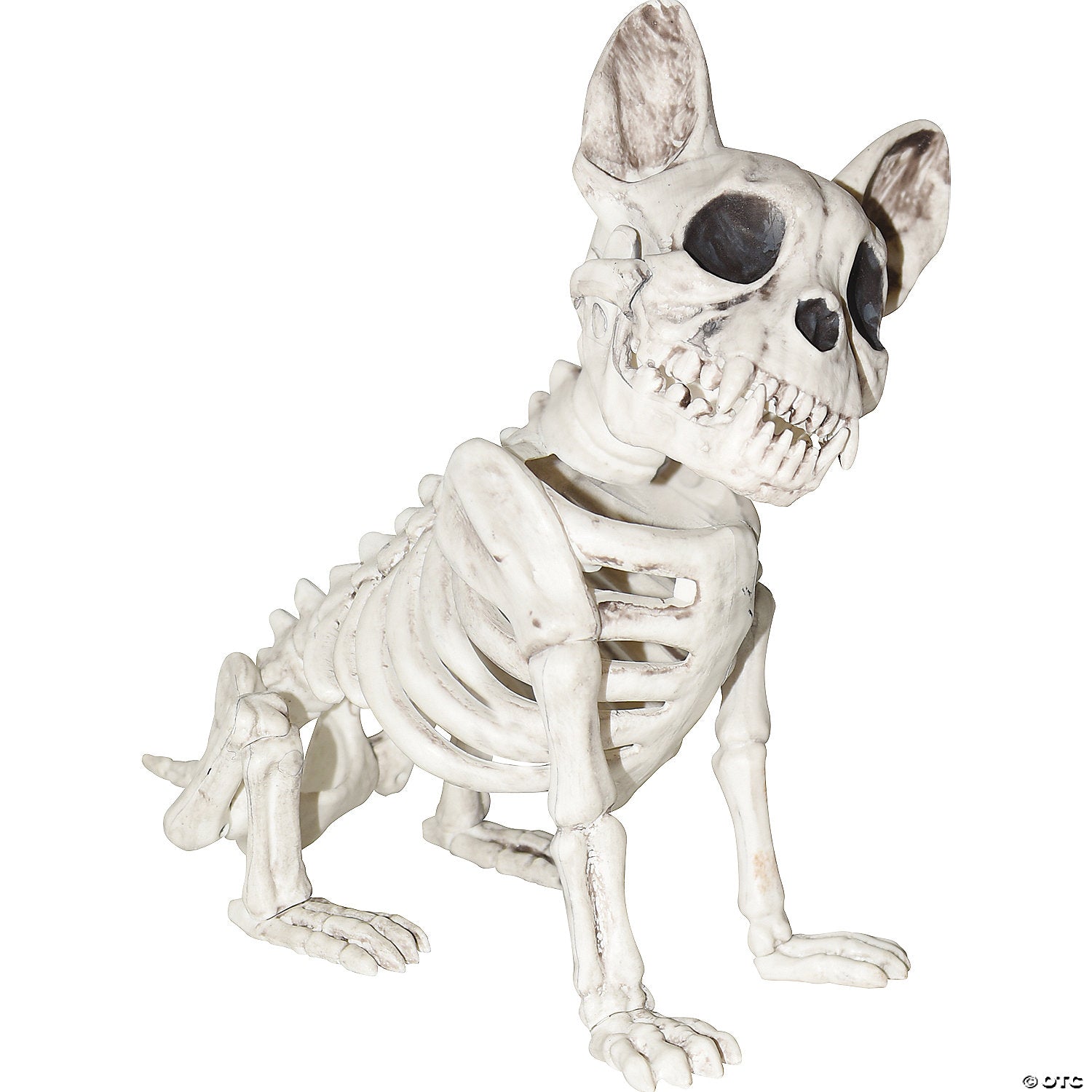 dog skeleton~ss79169