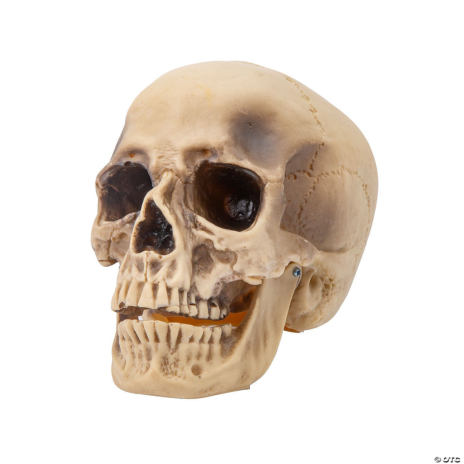 realistic rotting skull halloween decoration~ss79639