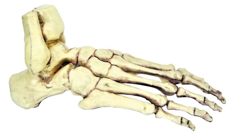 foot-human-skeletal-33.png