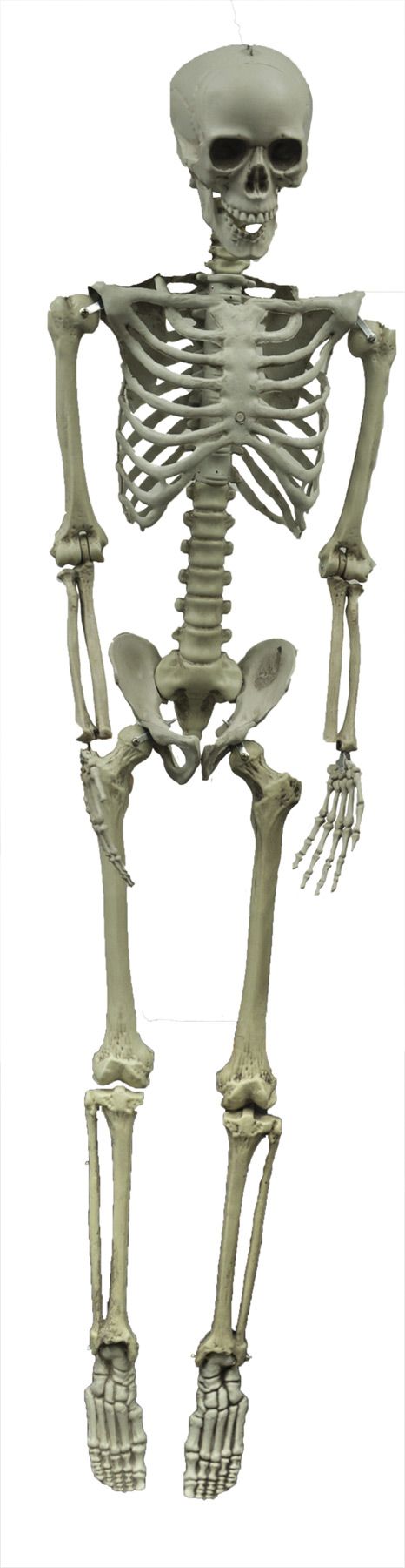 hanging-skeleton-60in-44.png