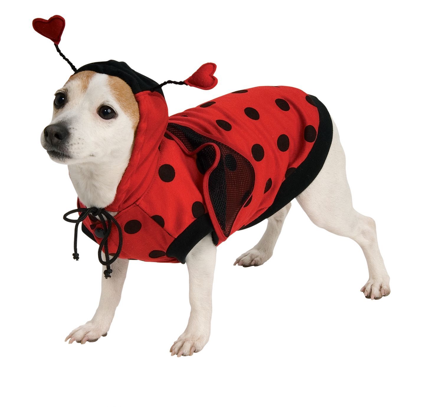 pet-ladybug-costume-xlarge-50.png