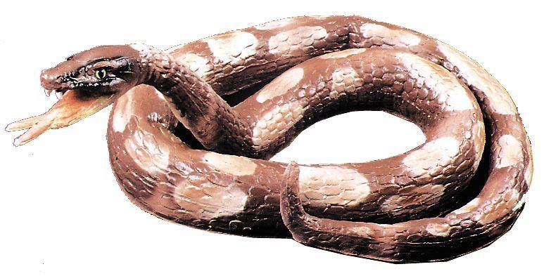 python-coiled-latex-foam-fill-33.png