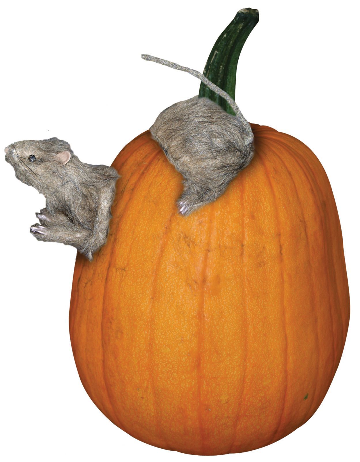 rat-pumpkin-push-in-costume-30.png