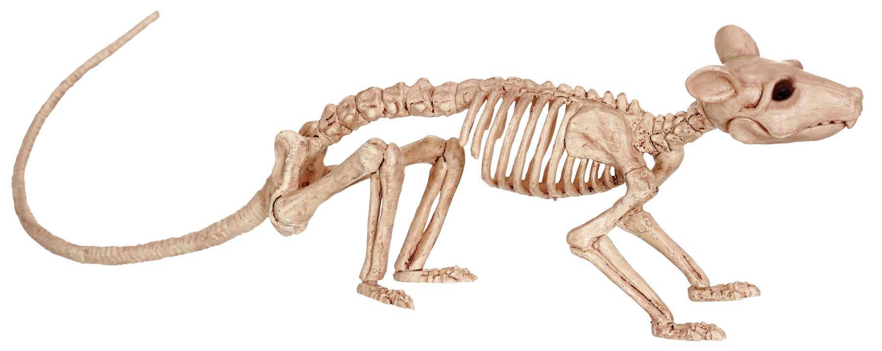 rat-skeleton-costume-18.png