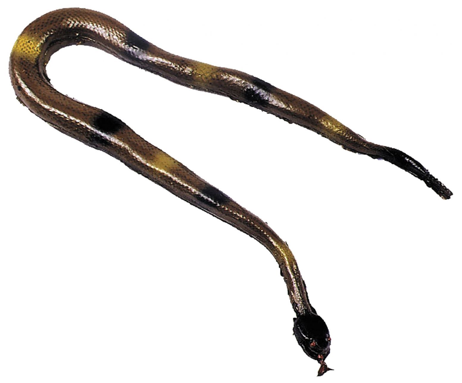 rattler-30-inch-50.png