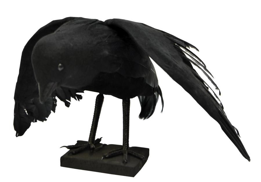 raven-33.png