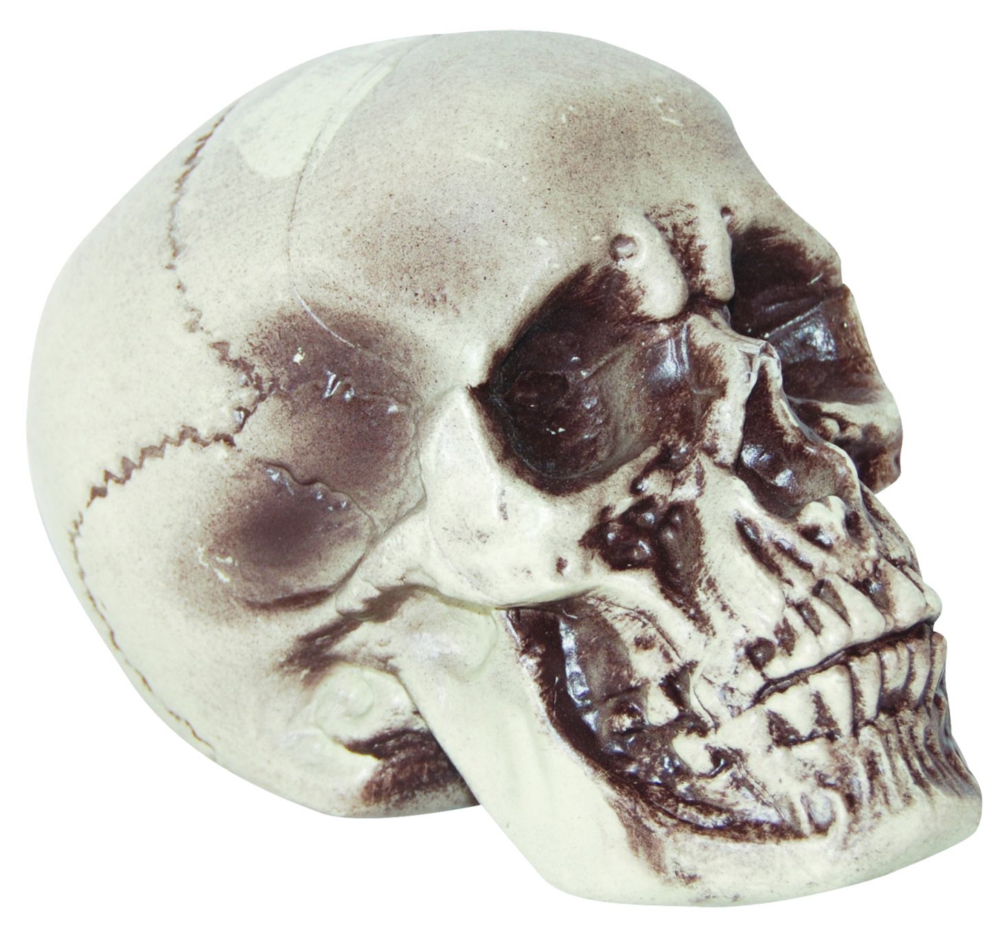 realistic-skull-7-inches-costume-27.png