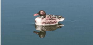 remote-control-duck-rc-decoy-boat-29.png