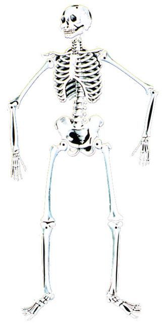 skeleton-55-in-glow-cardboard-33.png