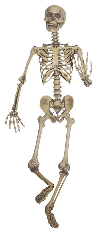 skeleton-articulated-5-plastc-35.png