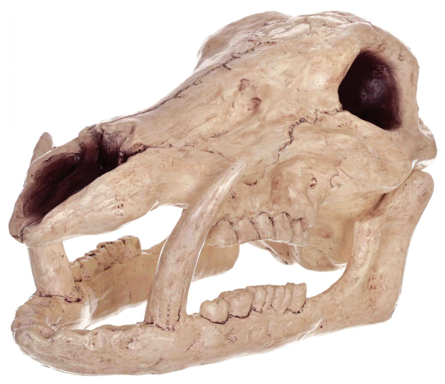 skeleton-boar-head-costume-28.png