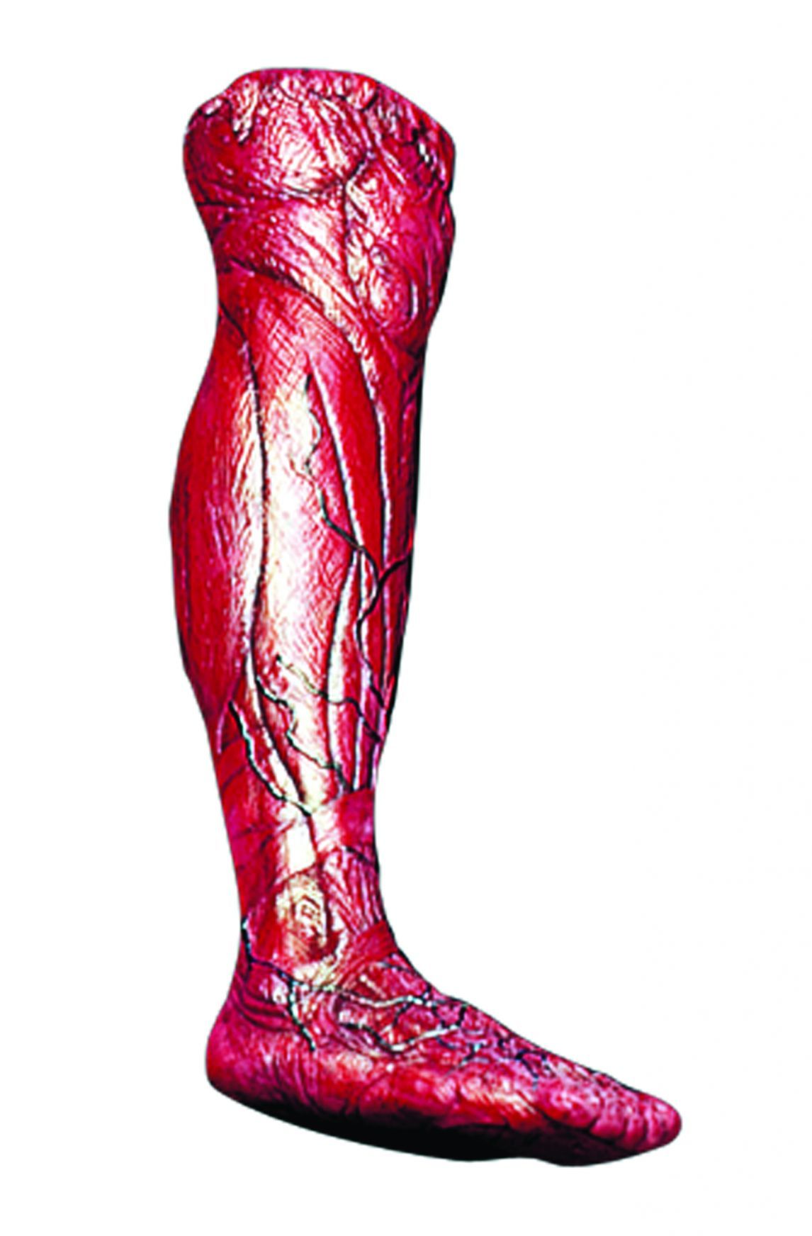 skinned-right-leg-52.png