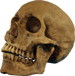 skull-resin-cranium-52.png