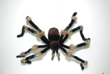 spider-hairy-62in-35.png