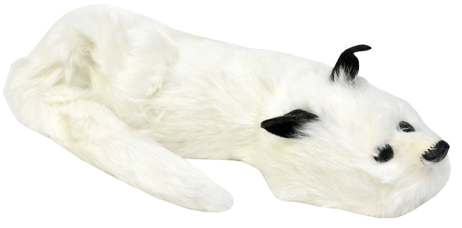 spring-animal-fox-white-44.png