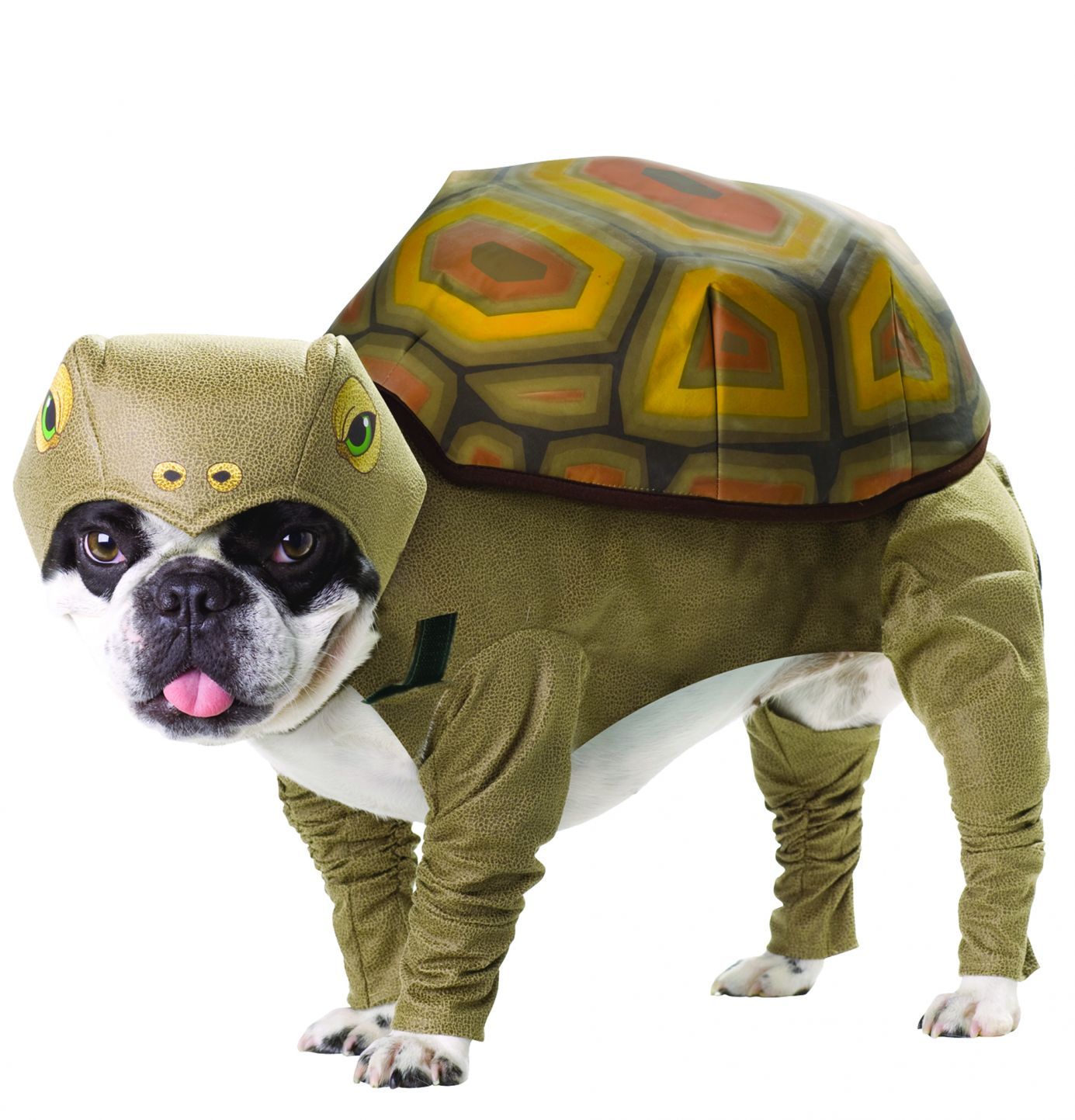 tortoise-pet-animal-planet-sma-52.png