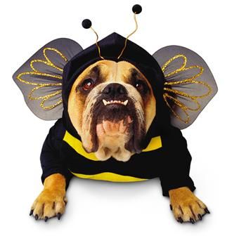 zelda-bee-pet-large-33.png