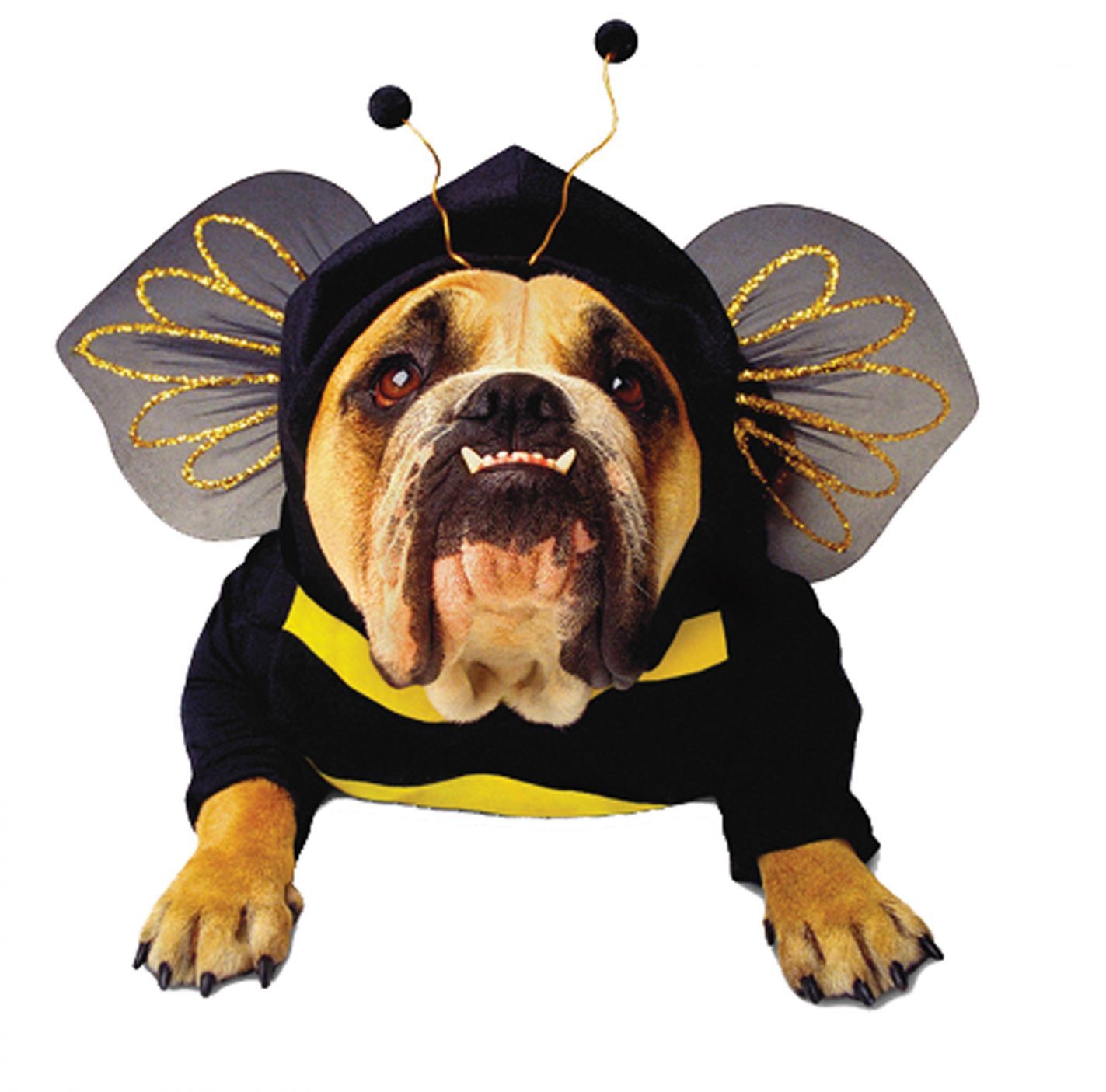 zelda-bee-pet-small-52.png