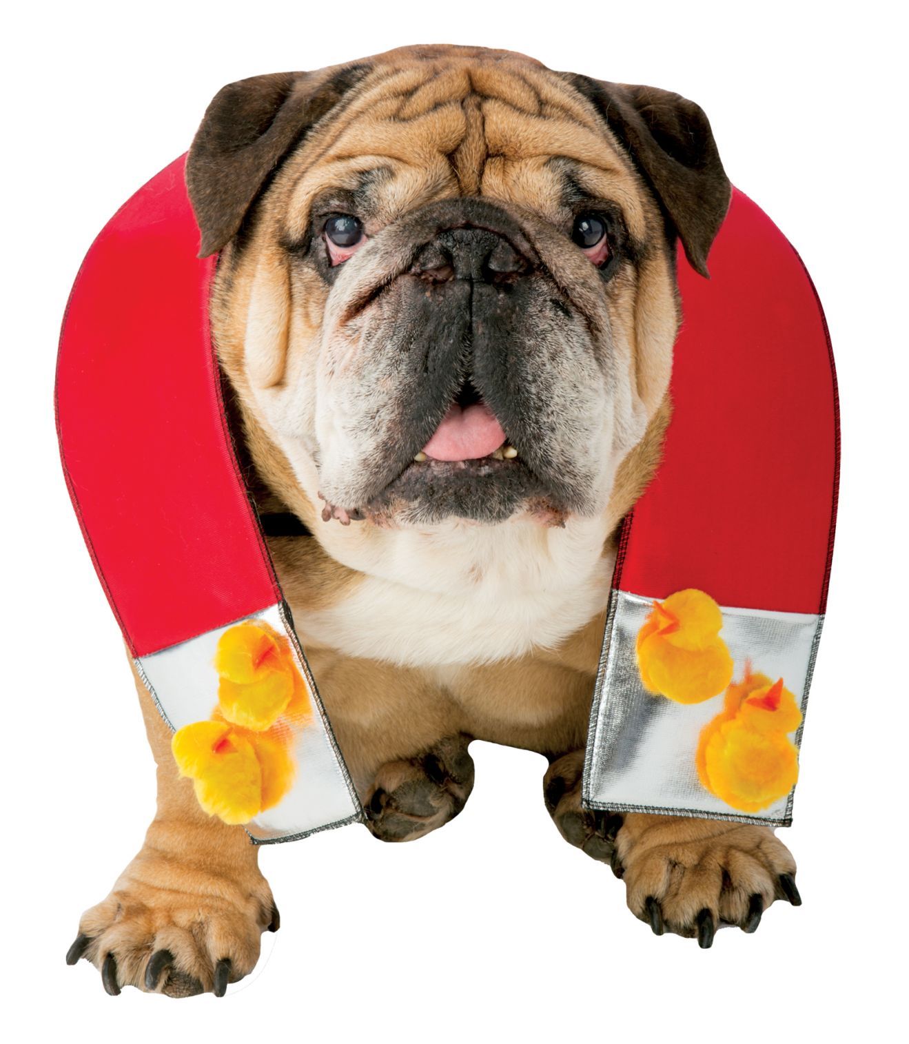 zelda-chick-magnet-dog-m-l-costume-18.png