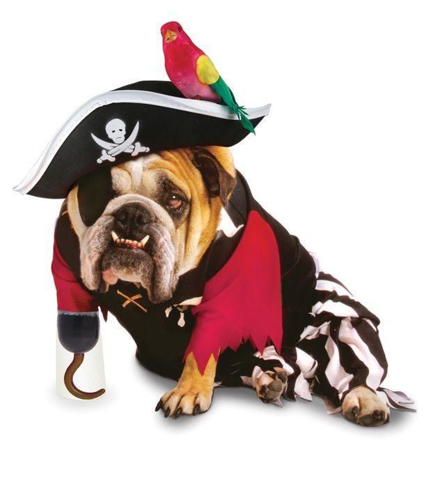 zelda-pirate-pet-large-35.png