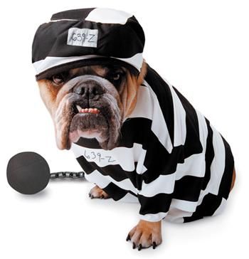 zelda-prisoner-pet-large-33.png