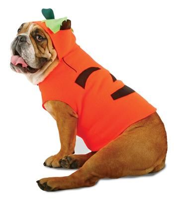 zelda-pumpkin-pet-large-35.png